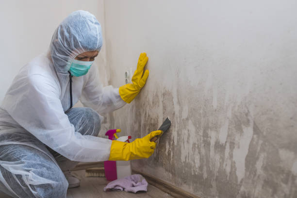 Best Industrial Mold Remediation in Wayland, IA