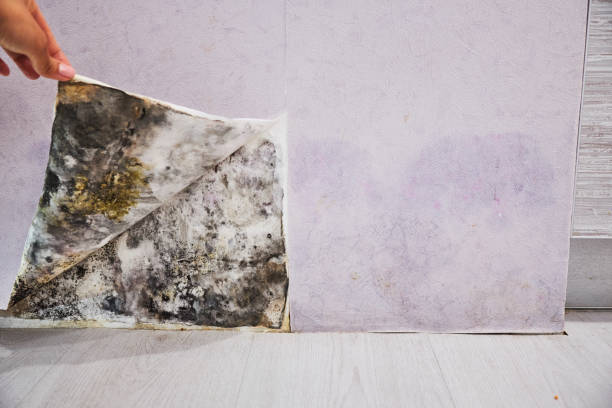 Best Residential Mold Remediation in Wayland, IA